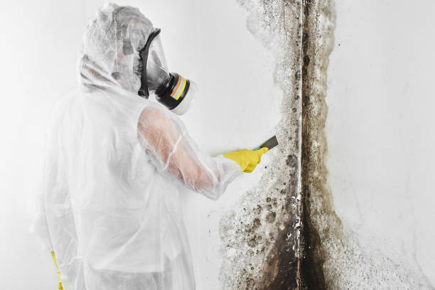 Best Certified Mold Removal  in Colonial Heights, TN