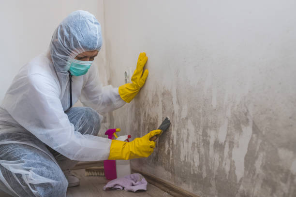 Home Mold Removal in Colonial Heights, TN