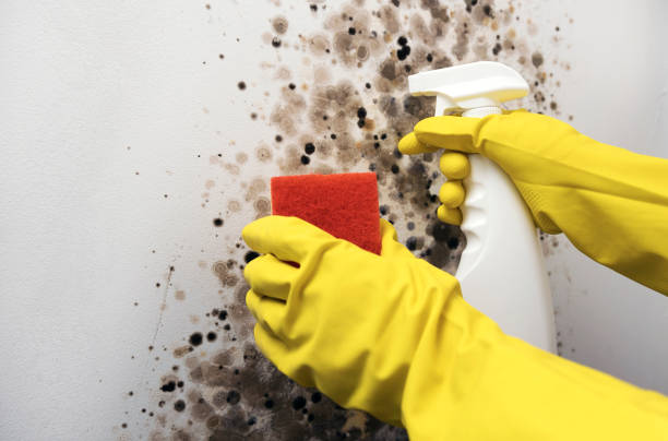 Best Home Mold Removal  in Colonial Heights, TN