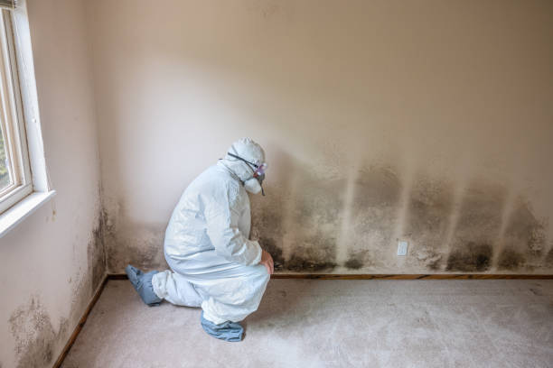 Best Fast Mold Removal  in Colonial Heights, TN