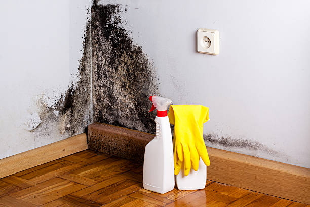 Colonial Heights, TN Mold Removal Company